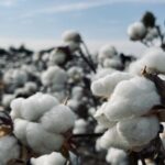 6 Reasons Organic Tampons May Be a Better Choice for Wellness