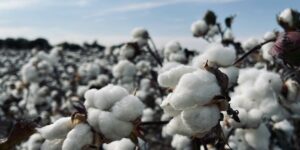 6 Reasons Organic Tampons May Be a Better Choice for Wellness