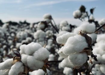 6 Reasons Organic Tampons May Be a Better Choice for Wellness