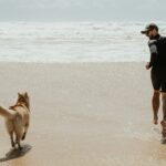 7 Exciting Things About Dog Boarding in Melbourne