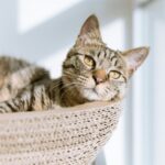 How Do You Know When You're Ready To Adopt a Cat?