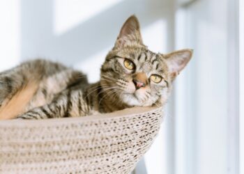 How Do You Know When You're Ready To Adopt a Cat?