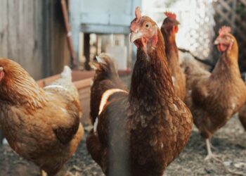 Tips for Choosing the Right Predator Kit for Your Backyard Chicken