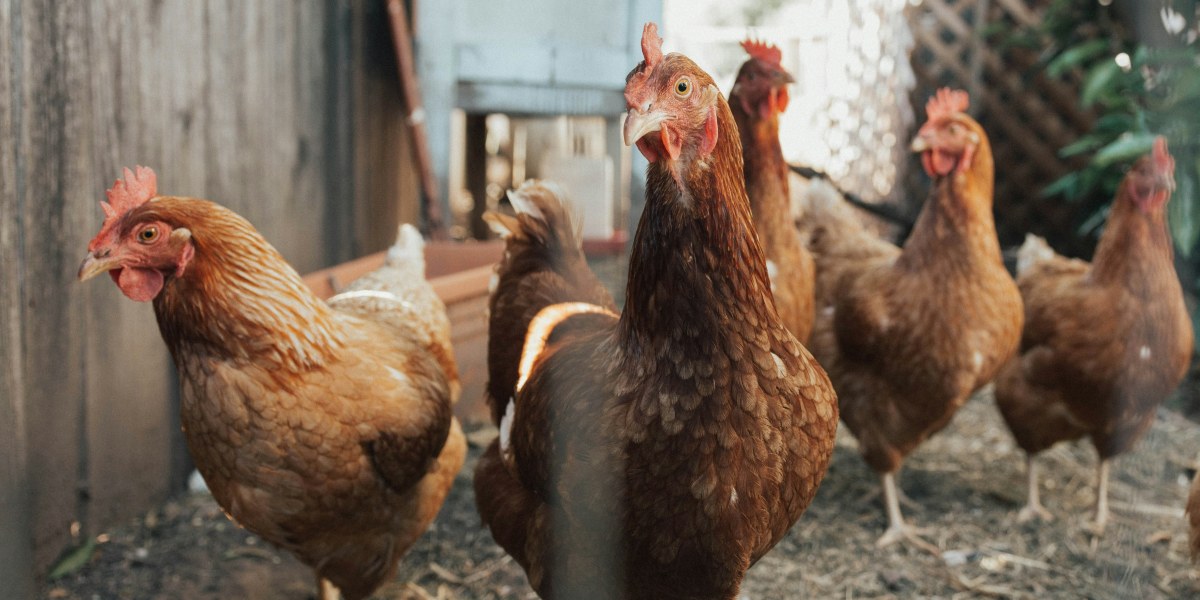 Tips for Choosing the Right Predator Kit for Your Backyard Chicken