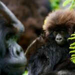 Why Gorilla Trekking is a Memorable Safari Experience