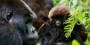 Why Gorilla Trekking is a Memorable Safari Experience