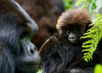 Why Gorilla Trekking is a Memorable Safari Experience