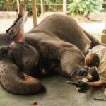 A New Dawn in Wildlife Care How India’s Model Inspires Africa’s Conservation Excellence