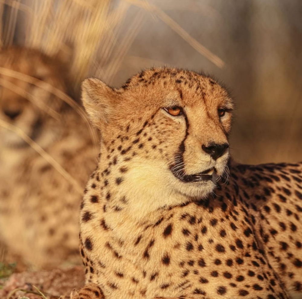 A New Dawn in Wildlife Care How India’s Model Inspires Africa’s Conservation Excellence