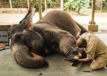 A New Dawn in Wildlife Care How India’s Model Inspires Africa’s Conservation Excellence