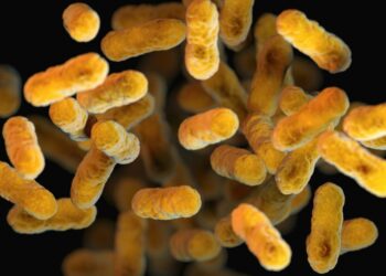 Pürblack Shilajit and Probiotics: Gut Health for High-Volume Training