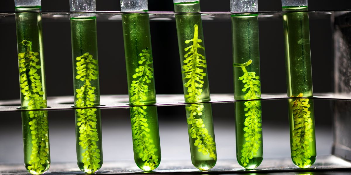 SIRE Life Sciences and Its Role in Strengthening the Dutch Life Sciences Ecosystem Through Regional Collaboration and Consultancy Services