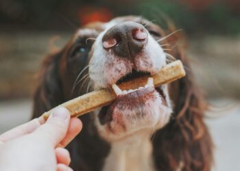 Why Dog Chews Are Trending: The Current Big Shift in Pet Care
