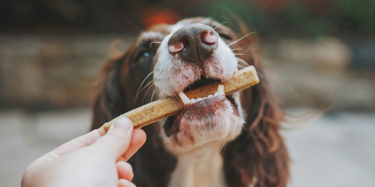 Why Dog Chews Are Trending: The Current Big Shift in Pet Care