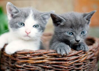 Explore British Shorthair Kittens: Charming Companions with Manageable Care