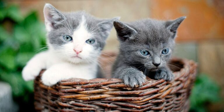 Explore British Shorthair Kittens: Charming Companions with Manageable Care