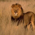 Beyond the Binoculars: The Rise of the High-Performance African Adventure