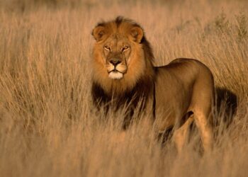 Beyond the Binoculars: The Rise of the High-Performance African Adventure