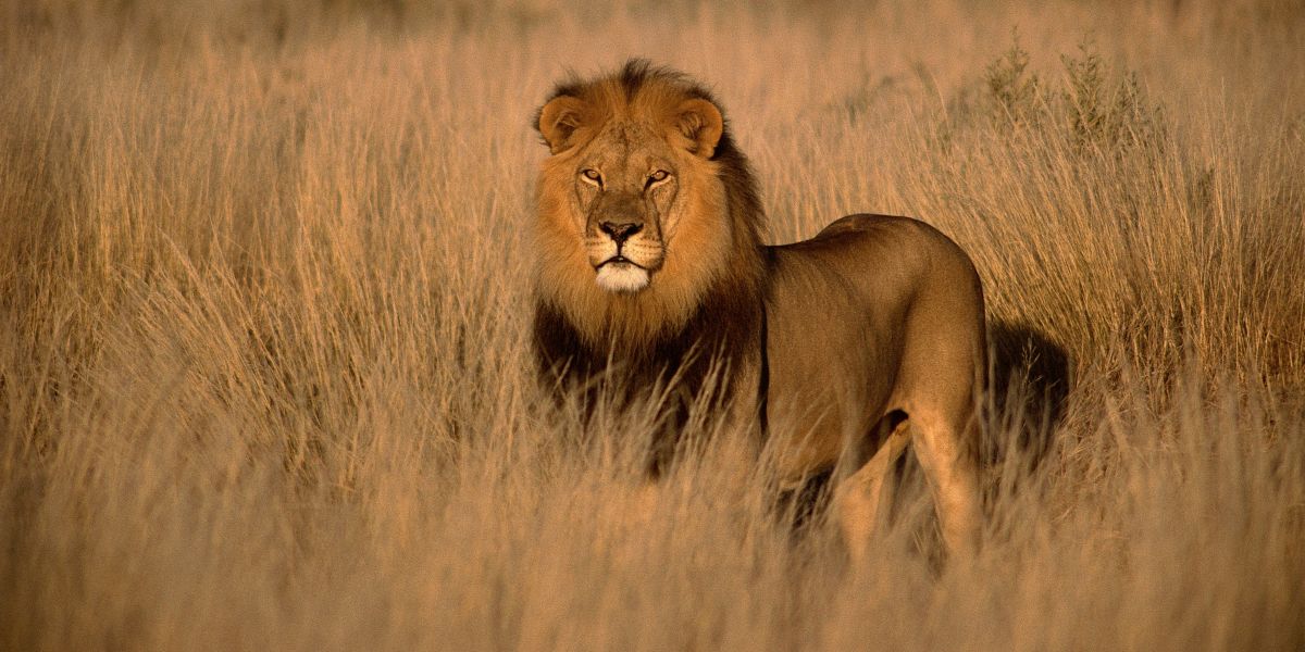 Beyond the Binoculars: The Rise of the High-Performance African Adventure