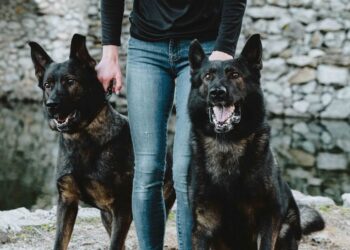 Canine Protection International (CPI): Inside the Elite Protection Dog Team Trained to Guard Families