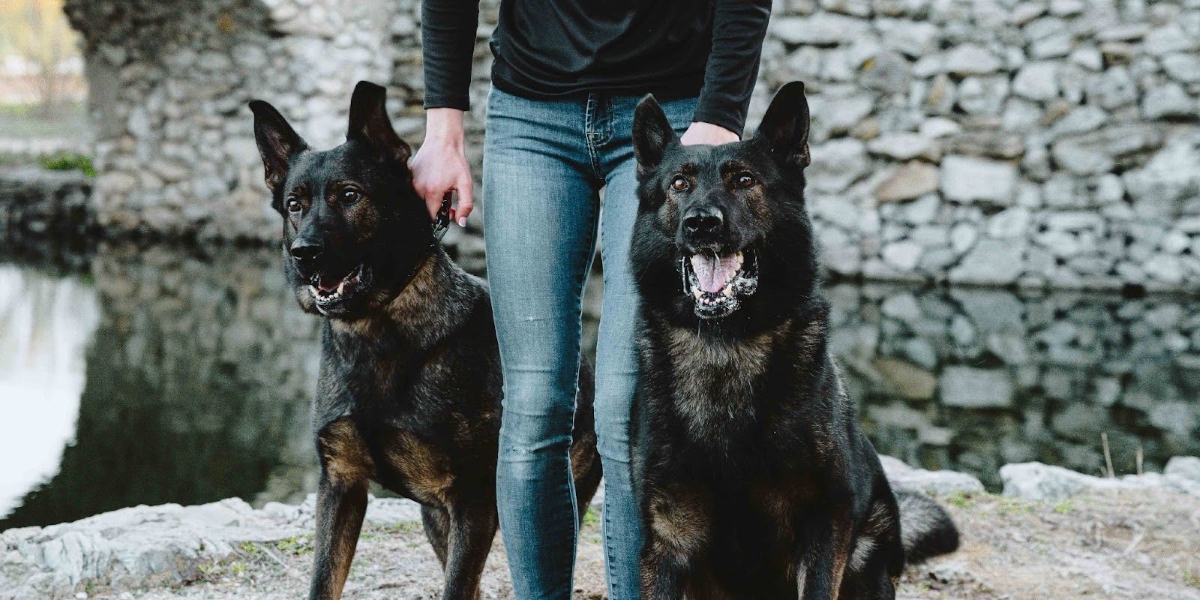 Canine Protection International (CPI): Inside the Elite Protection Dog Team Trained to Guard Families