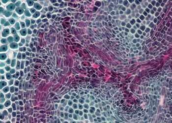 Exploring the Future of Healing on Long Island Through Regenerative Science