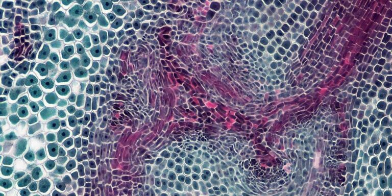 Exploring the Future of Healing on Long Island Through Regenerative Science