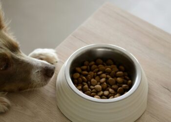 Do Veterinarians Recommend Dinovite?