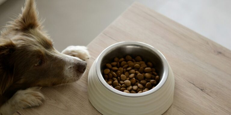 Do Veterinarians Recommend Dinovite?