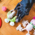 BULLYMAKE's Guide to Enrichment Toys for Heavy Chewers