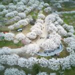 Popular Plum Gardens Around the World