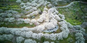 Popular Plum Gardens Around the World