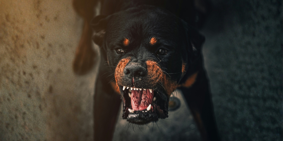 Virginia Dog Bite Information: What You Should Know