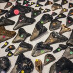 Why Fossil Megalodon Teeth Fascinate Collectors and Scientists Alike