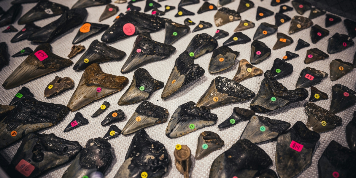 Why Fossil Megalodon Teeth Fascinate Collectors and Scientists Alike