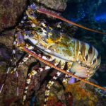 Rare White ‘Ghost’ Lobster Caught Off Stonington Coast: An Exceptional Find