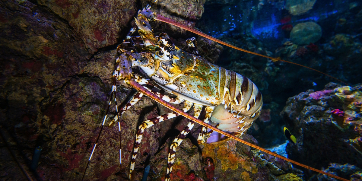 Rare White ‘Ghost’ Lobster Caught Off Stonington Coast: An Exceptional Find