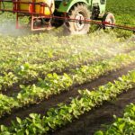 The Rising Popularity of Organic Hydrosols