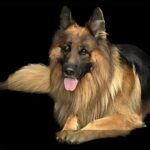 Finding Joy in the Quiet: How Buddy the Dog Taught Us Resilience