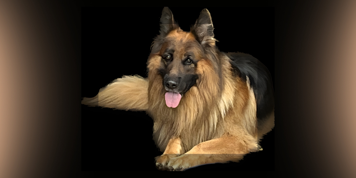 Finding Joy in the Quiet: How Buddy the Dog Taught Us Resilience