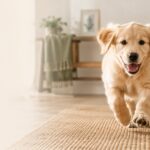 How Paws and Whiskers Came to Make Dog Supplements