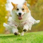 Dog Fashion Week NYC Brings a 50-Foot Runway to Chelsea