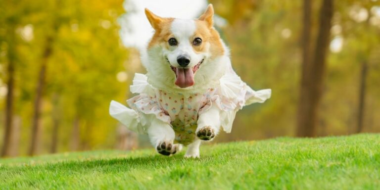 Dog Fashion Week NYC Brings a 50-Foot Runway to Chelsea