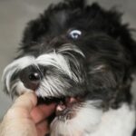 Bit by a Dog? Here’s What You Could Do