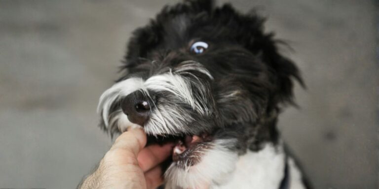 Bit by a Dog? Here’s What You Could Do