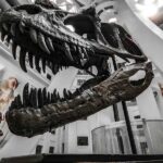 Rare Nanotyrannus Fossil Sells for $47.3M at Sotheby's in NYC