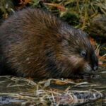 How to Identify & Manage Muskrat Damage on Your Property