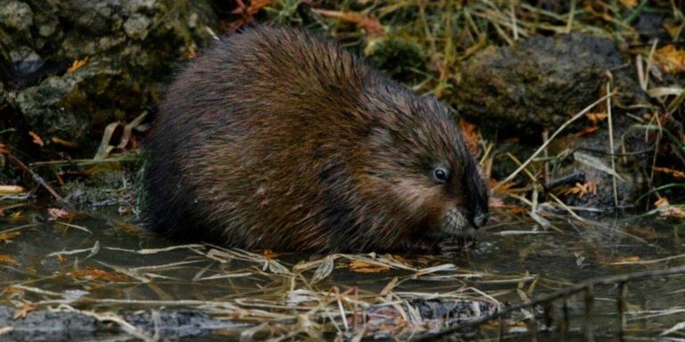 How to Identify & Manage Muskrat Damage on Your Property