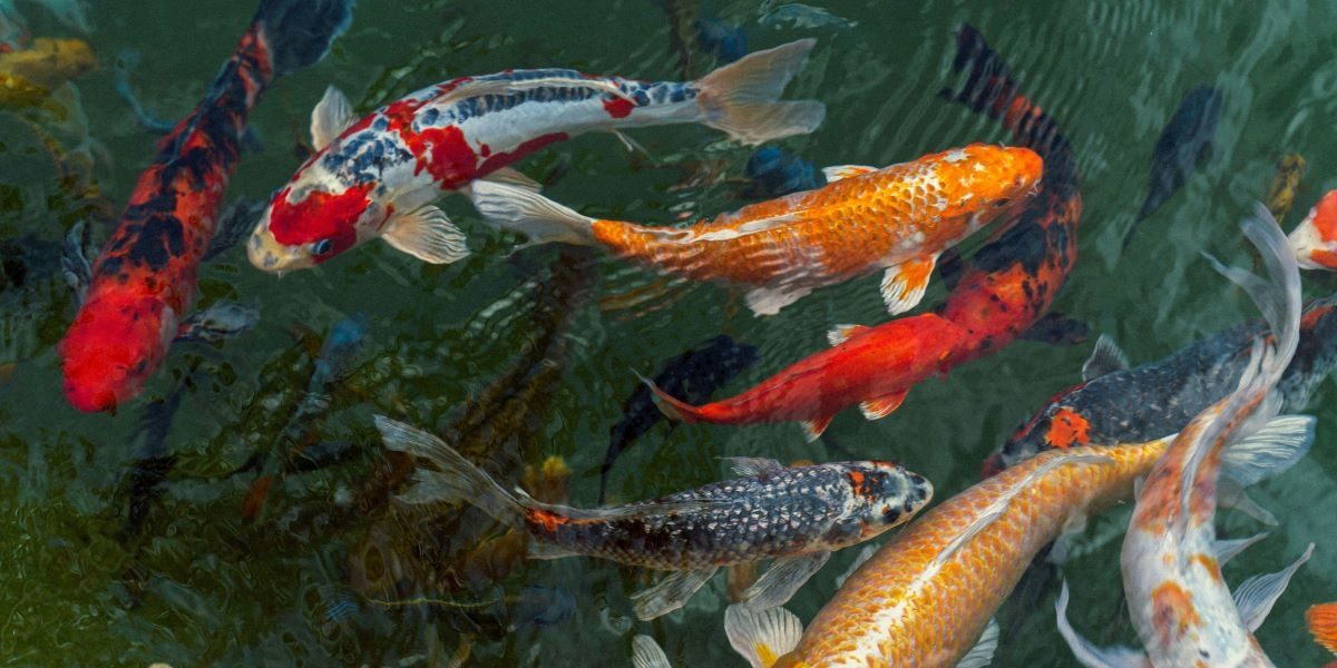How Seasonal Changes Affect Your Koi’s Feeding Schedule