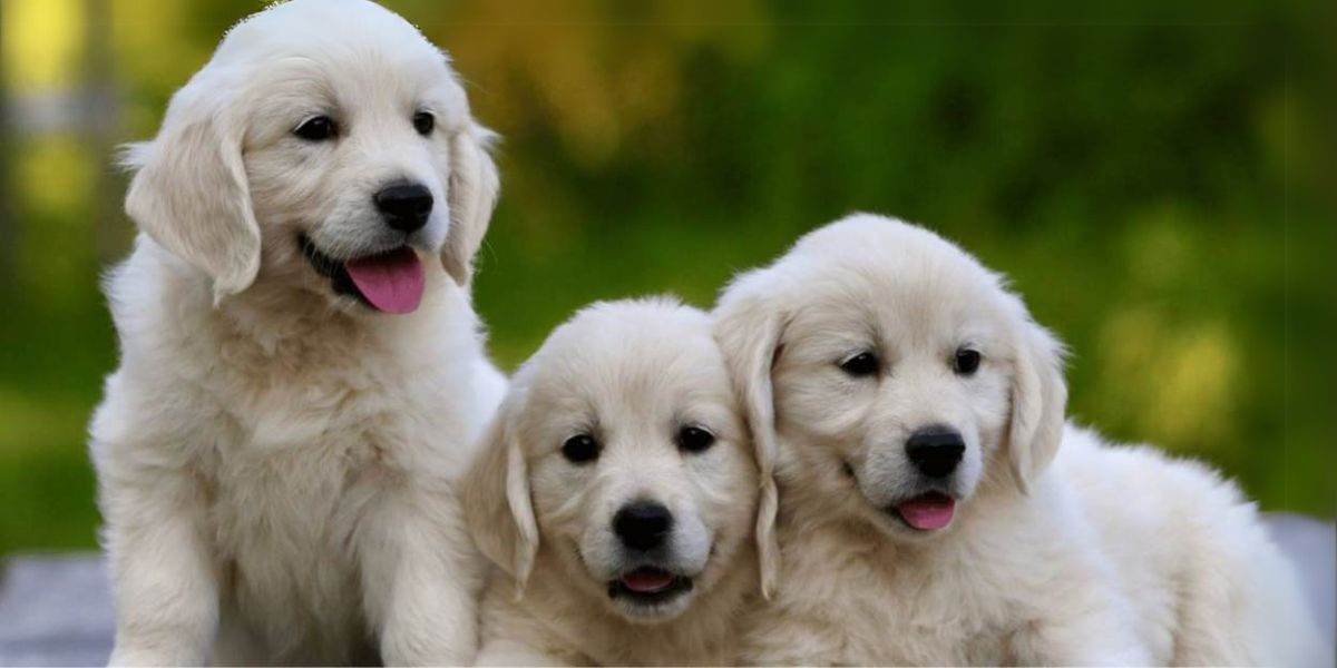 Why English Cream Golden Retrievers Are the Ideal Family Dog